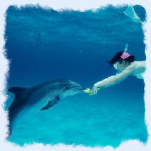 Key West echo tour diver feeding a dolphin.