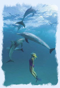 Dolphin encounter while on a Key West eco tour.