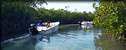Mini speedboat snorkel trip.