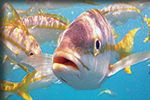 Fish on the reef in Key West.
