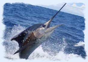 Sailfish jumping out of the water.
