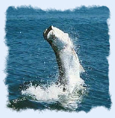 Tarpon fish jumping out of the water.